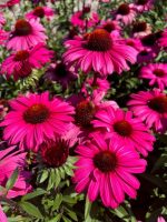 Echinacea 'Sensation Wild Romance'