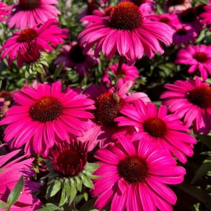 Echinacea 'Sensation Wild Romance'