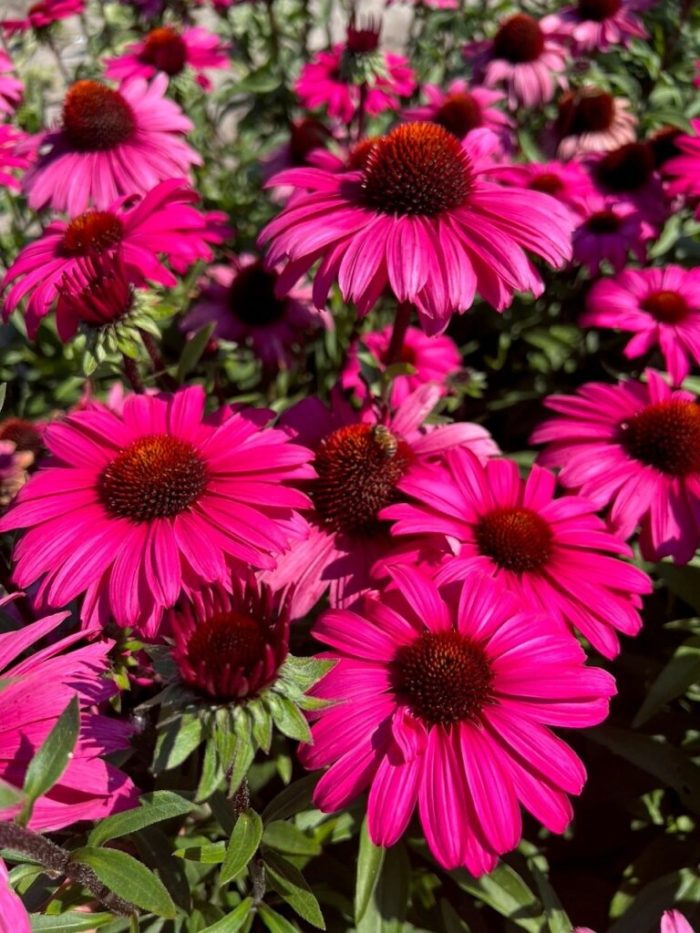 Echinacea 'Sensation Wild Romance'