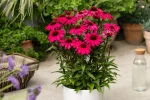 Echinacea 'Sensation Wild Romance'