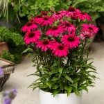 Echinacea 'Sensation Wild Romance'