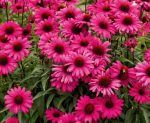 Echinacea 'Sensation Wild Romance'