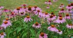Echinacea purpurea 'Magnus'