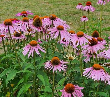 Echinacea purpurea 'Magnus'