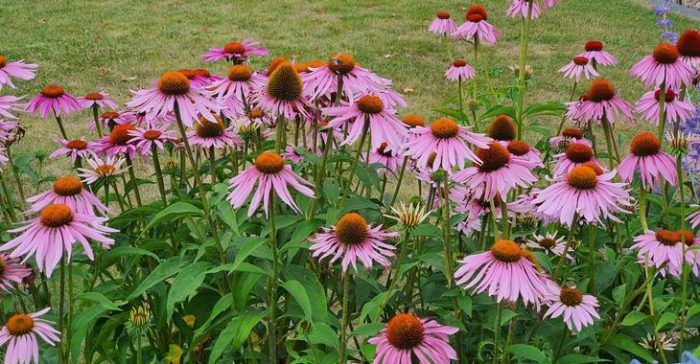 Echinacea purpurea 'Magnus'