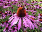 Echinacea purpurea 'Magnus'