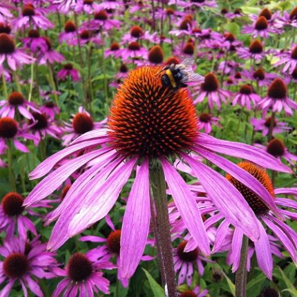 Echinacea purpurea 'Magnus'
