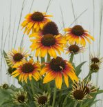 Echinacea purpurea 'Parrot'
