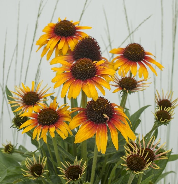 Echinacea purpurea 'Parrot'
