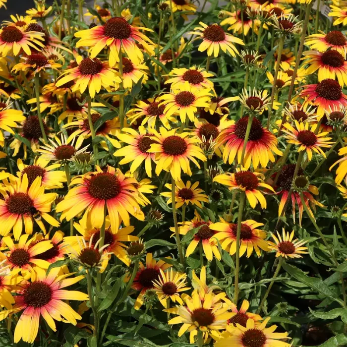 Echinacea purpurea 'Parrot'-3L-livrarea din aprilie - imagine 2