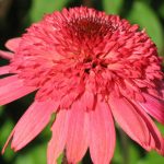 Echinacea 'Raspberry Truffle'-3L
