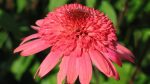 Echinacea 'Raspberry Truffle'-3L