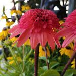 Echinacea 'Raspberry Truffle'-3L - imagine 2