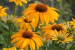 Echinacea 'Skipper Honey'