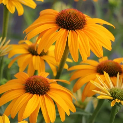 Echinacea 'Skipper Honey'
