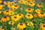 Echinacea 'Skipper Honey'