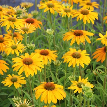 Echinacea 'Skipper Honey'