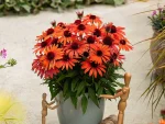 Sun Magic Vintage Orange'