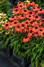 Echinacea 'Sun Magic Vintage Orange'