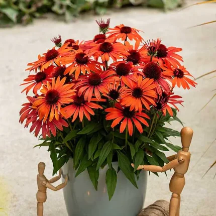 Sun Magic Vintage Orange'