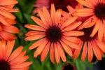 Sun Magic Vintage Orange'