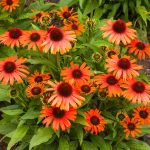 Echinacea  'Skipper Orange'-3L