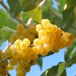 Elaeagnus POINTILLA® FORTUNELLA®(maslin de toamna)