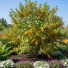Elaeagnus POINTILLA® FORTUNELLA®(maslin de toamna)