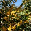 Elaeagnus POINTILLA® FORTUNELLA®(maslin de toamna)