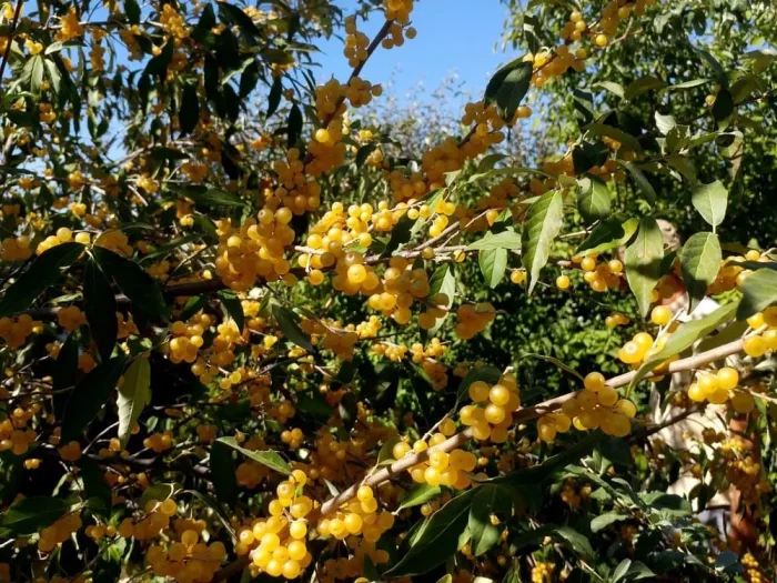 Elaeagnus POINTILLA® FORTUNELLA®(maslin de toamna)