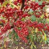 Elaeagnus umbellata POINTILLA® AMOROSO®(maslin de toamna)