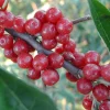 Elaeagnus umbellata POINTILLA® AMOROSO®