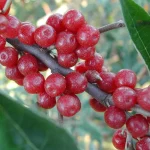 Elaeagnus umbellata POINTILLA® AMOROSO®