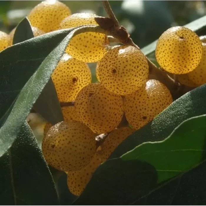 Elaeagnus POINTILLA® FORTUNELLA®(maslin de toamna)