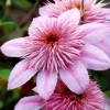 Clematita Empress Regal