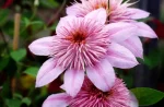 Clematita Empress Regal
