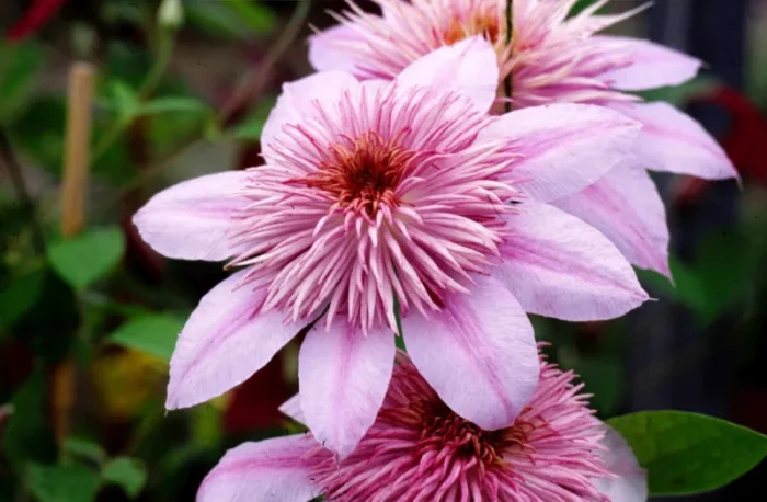Clematita Empress Regal