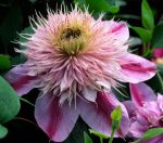 Clematita Empress Regal