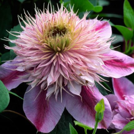 Clematita Empress Regal