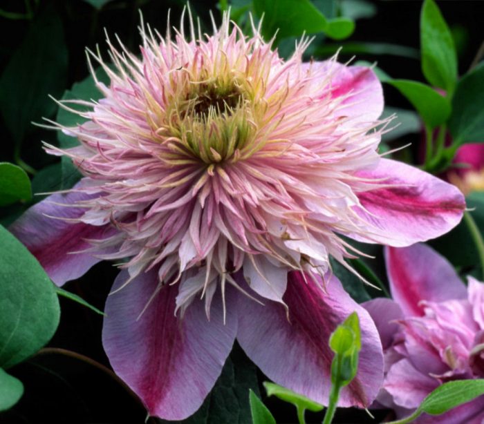 Clematita Empress Regal