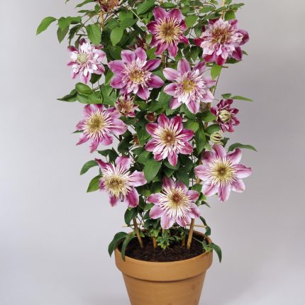 Clematita Empress Regal