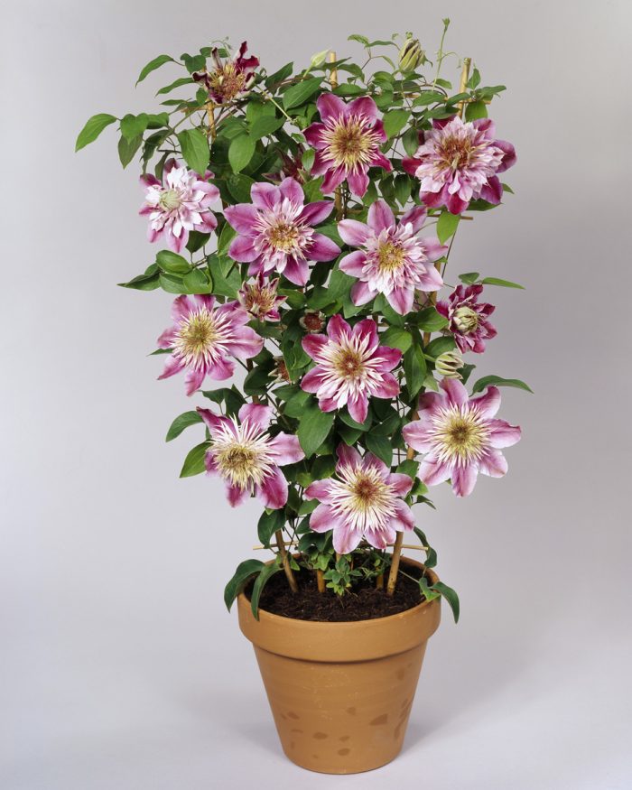 Clematita Empress Regal