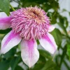 Clematita Empress Regal