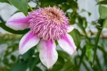 Clematita Empress Regal