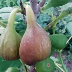 Smochin (Ficus carica) Francesco
