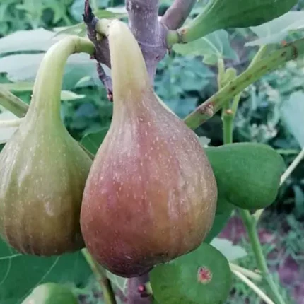 Smochin (Ficus carica) Francesco