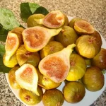 Smochin (Ficus carica) Francesco