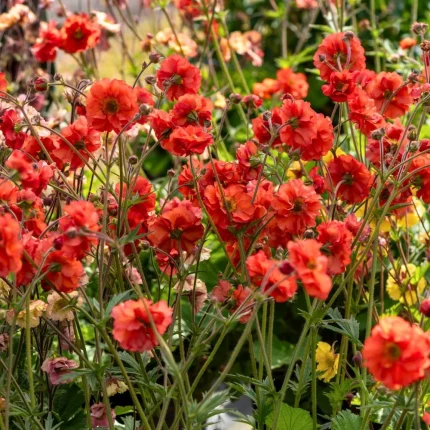 Geum Grande Rosso