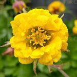 Geum Massimo Giallo