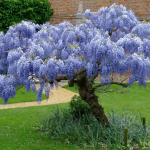 Glicina (Wisteria floribunda) Blue Dream-2L -livrarea dupa 25 martie - imagine 2